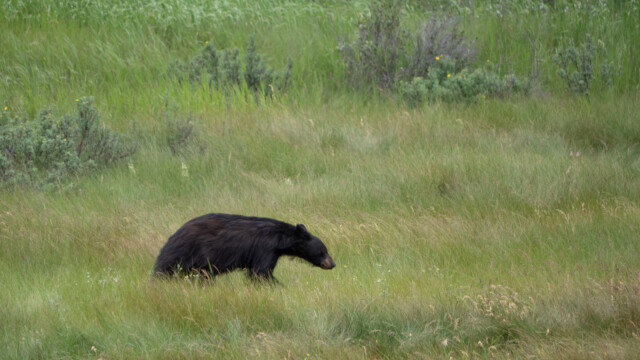 kein ausgeprägter Höcker hinter dem Hals, deshalb ein Schwarzbär