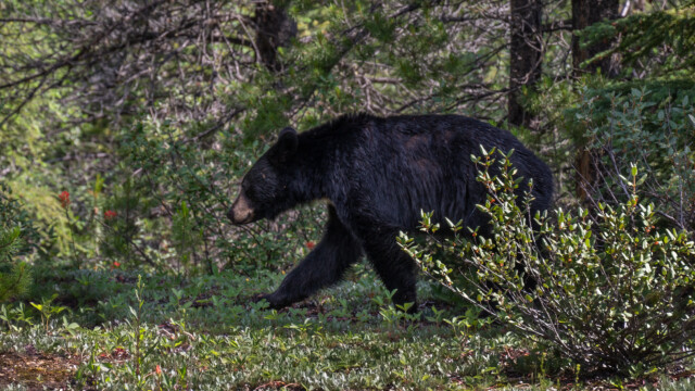 er scheint diesen Beerenstrauch zu verschmähen;