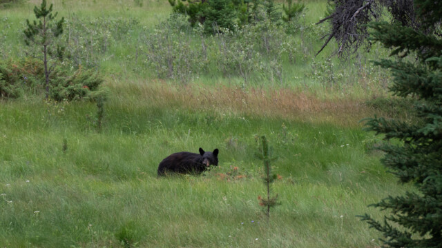 auf der Suche nach frischen Beeren