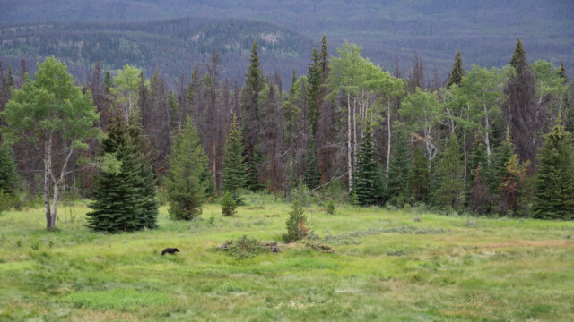 Schwarzbär streift im Jasper NP umher