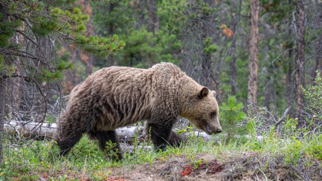 Bär mit Höcker hinter dem Kopf, also ein Grizzly; sieht irgendwie nicht wie ein Teddy-Bär zum Knutschen aus...