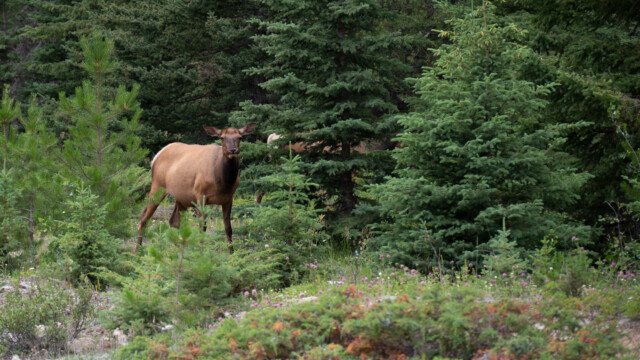 Hirschkuh am Fressen