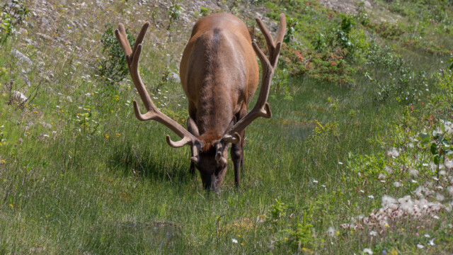 erwachsener Bulle am Saufen