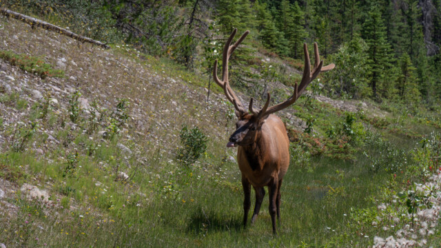 Hirsch mit riesigem Geweih