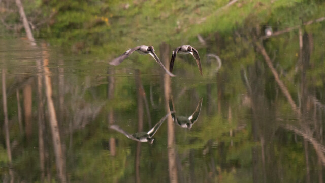 Enten im Tiefflug mit Spiegelbild
