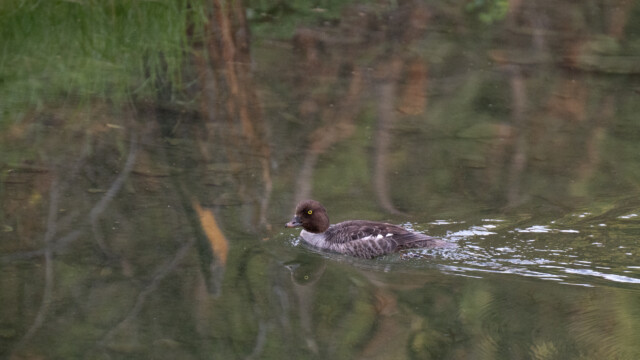 Spatelente im Elchsee