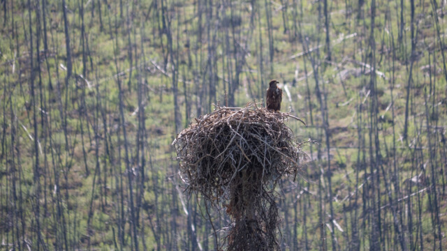 junger Weisskopfseeadler im Nest