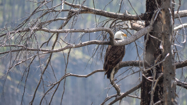 Altvogel ein paar Bäume daneben