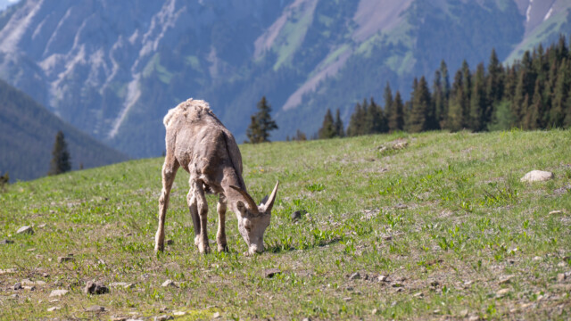 Rocky Mountains Schaf...