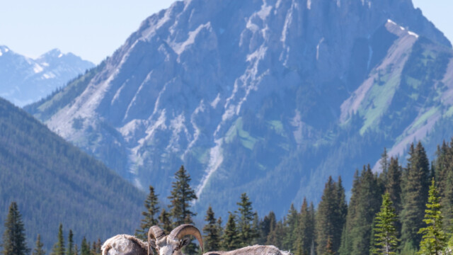 ... mit den Rockies im Hintergrund