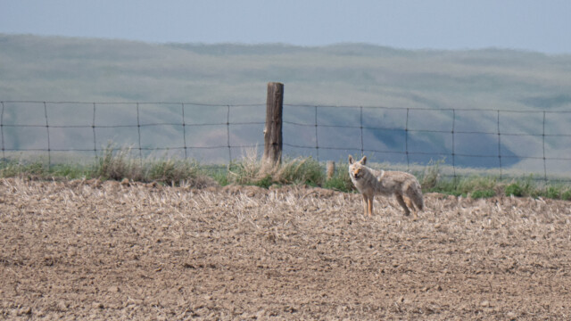dieser Kojote schaute Jupi sehr lange nach...