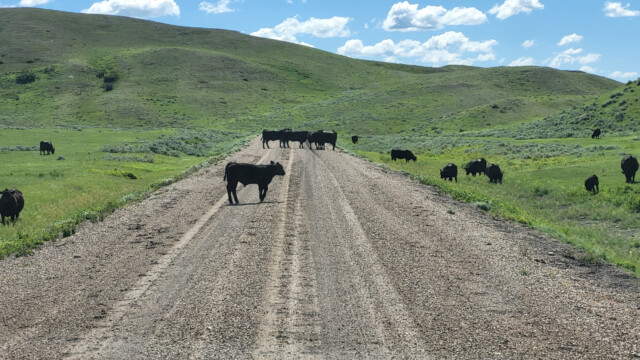 KĂĽhe versperren uns den Weg
