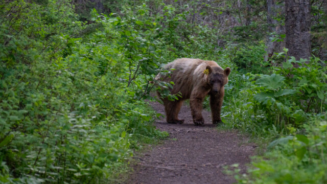 Bär 10 schaut uns an...
