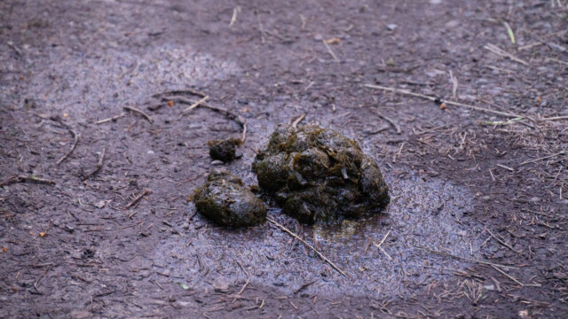 ganz frischer Bärenkot