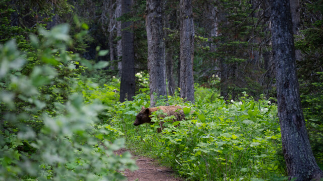 und schon kommt einer aus dem GebĂĽsch