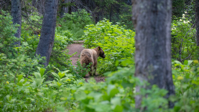 geht dann aber wieder