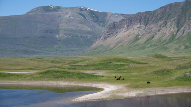 ein Teil der Herde mit zwei Jungen