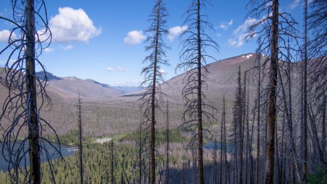 auch hier Waldbrand, alle Bäume sind tot