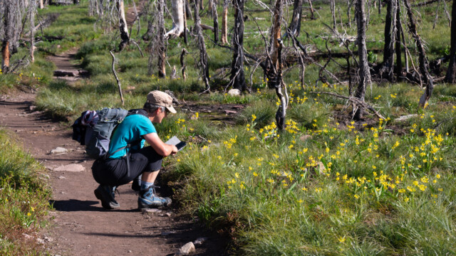 wunderschöne Blumen