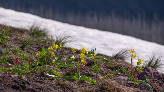 der Schnee ist gerade geschmolzen und die Blumen blĂĽhen bereits
