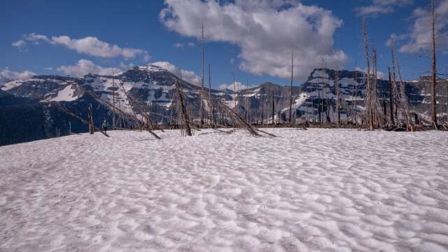 tote Bäume nach dem Waldbrand von 2017