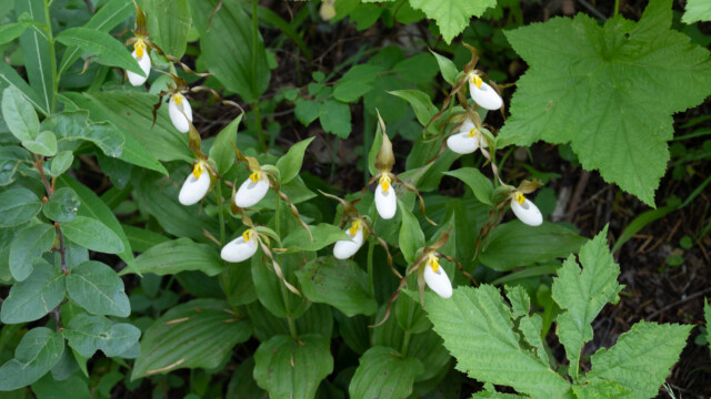 an einem Ort hat es mehrere Stauden mit Frauenschuh-Orchideen