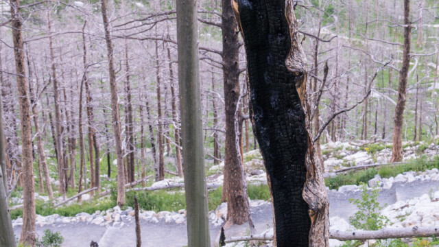 hier ist nur noch die Rinde ĂĽbrig