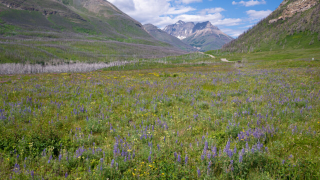 auf den ersten Blick eine idyllische Landschaft...