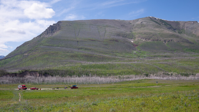 doch die Bäume sind alle tot...