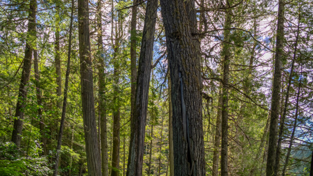 hohe Bäume im Innland-Regenwald