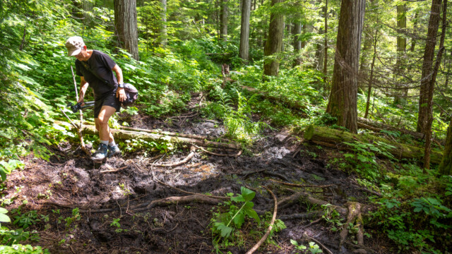 der Weg durch den Regenwald war oft sehr sumpfig