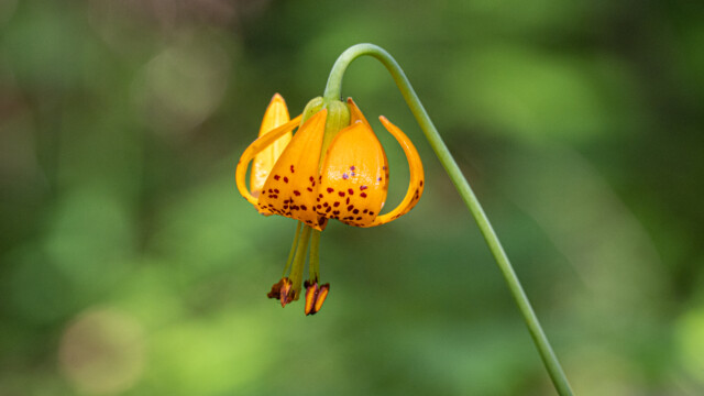 kolumbianische Lilie