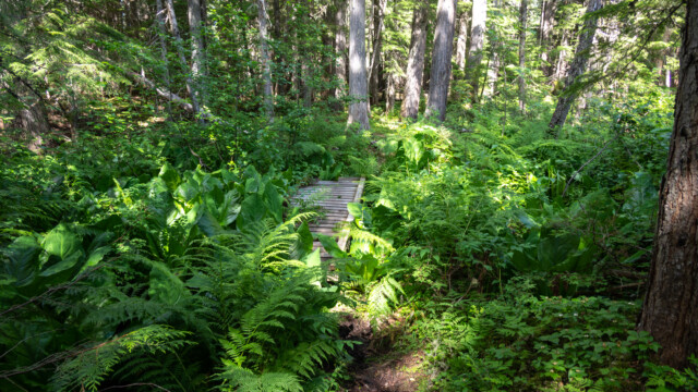 viele grossblättrige Pflanzen