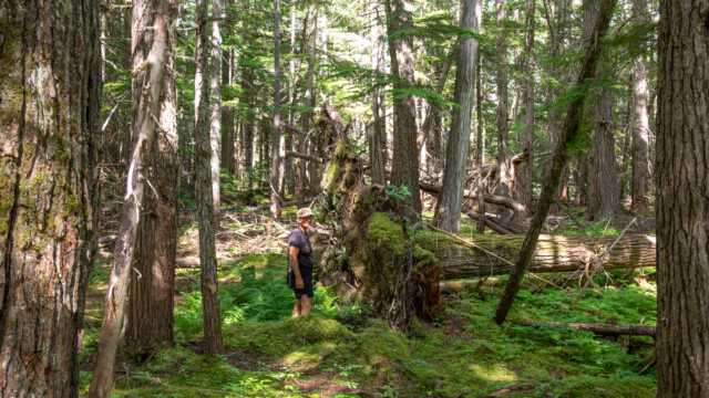 umgestürzte Bäume - wie in einem Urwald
