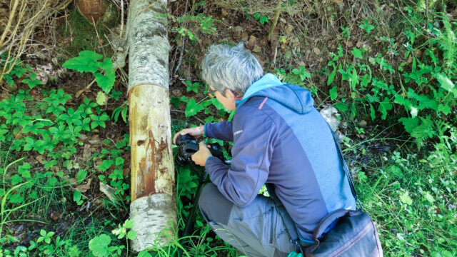 unsere "Location", der gelbe Frosch sitzt unter dem Baum
