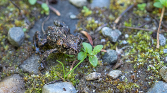 auch bei diesem dunkelgrĂĽnen Frosch konnte ich die Art nicht bestimmen;