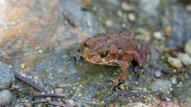 dieser knapp 2cm lange Frosch ist gemäss Internet-Recherche eine amerikanische Kröte