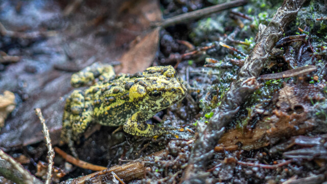 sehr schöner gelber Frosch, Art unbekannt
