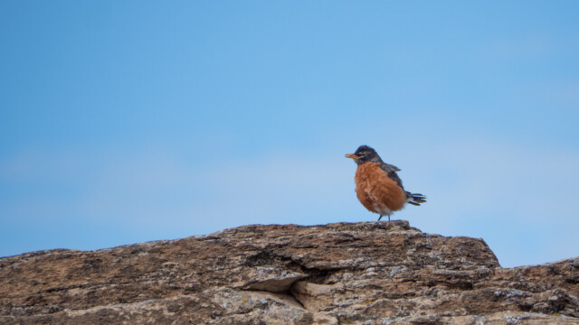 hat wohl die Morgentoilette noch nicht gemacht...
