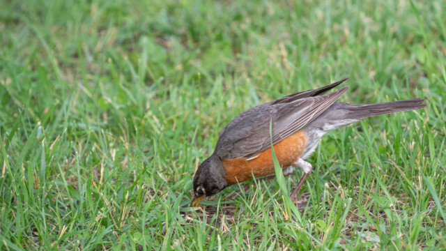 was sucht diese Drossel da?