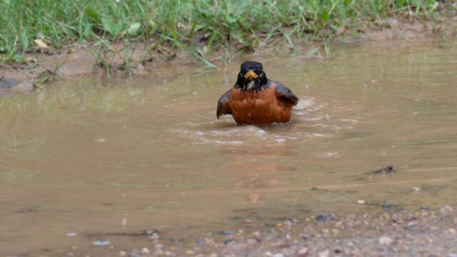 ein kĂĽhlendes Bad nach dieser Anstrengung