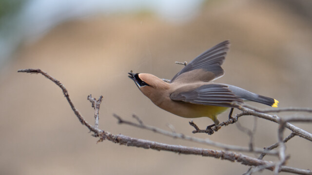 ein Zedern-Seidenschwanz schnappt sich gerade eine Spinne beim Abflug