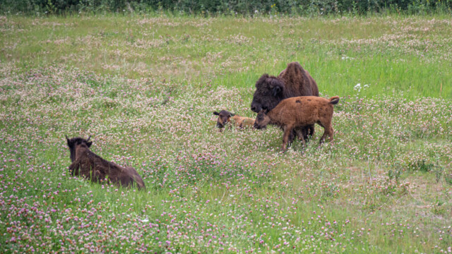 Bison-Mutter mit ihren Jugen