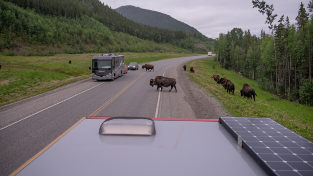 die Tiere laufen zwischen den Fahrzeugen durch