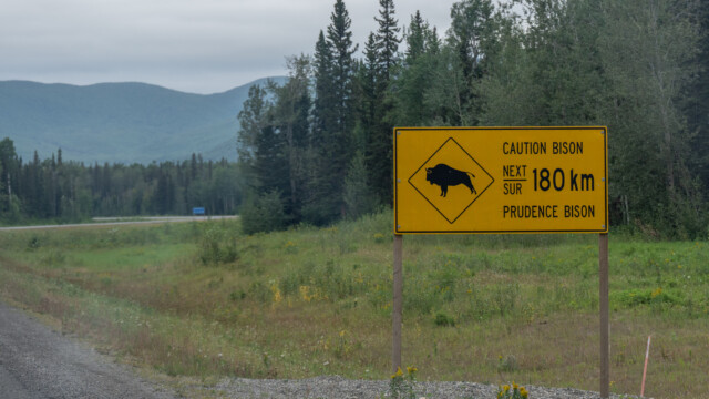 immer wieder werden wir vor den Bisons gewarnt