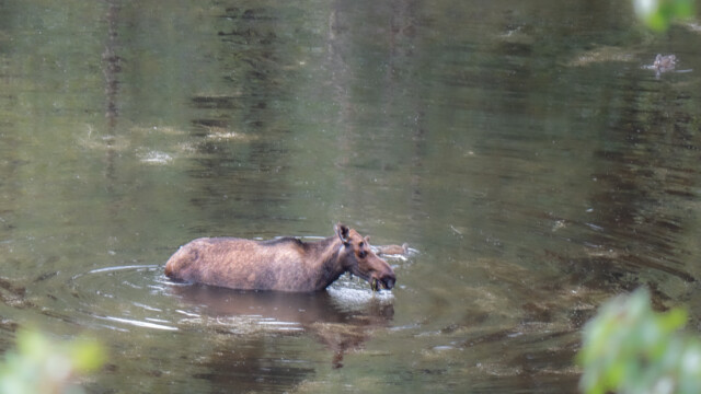 junger Elchbulle in einem Teich beim Wasserpflanzen fressen