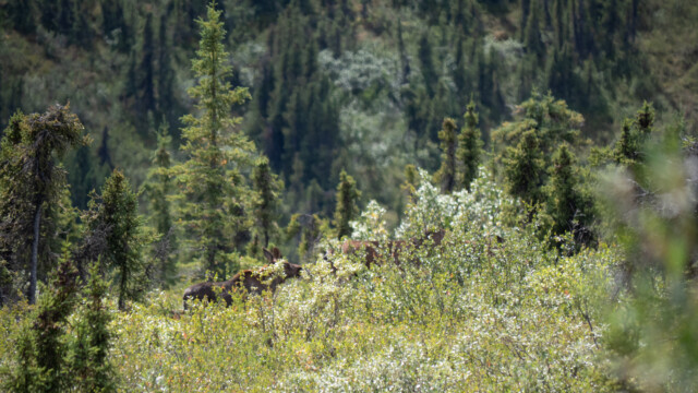 Elch-Mutter mit Jungem, gut getarnt im Unterholz