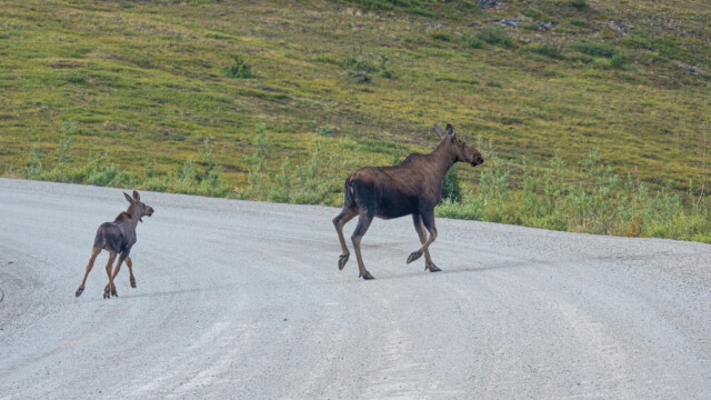 und dann mit Vollgas ĂĽber die Strasse