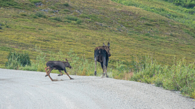 das Kiess spritzt unter den Hufen