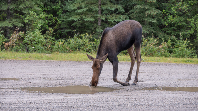 zum Saufen muss dieser Elch auf die Knie gehen